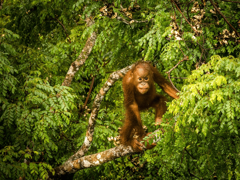 The elusive Borneo orangutan