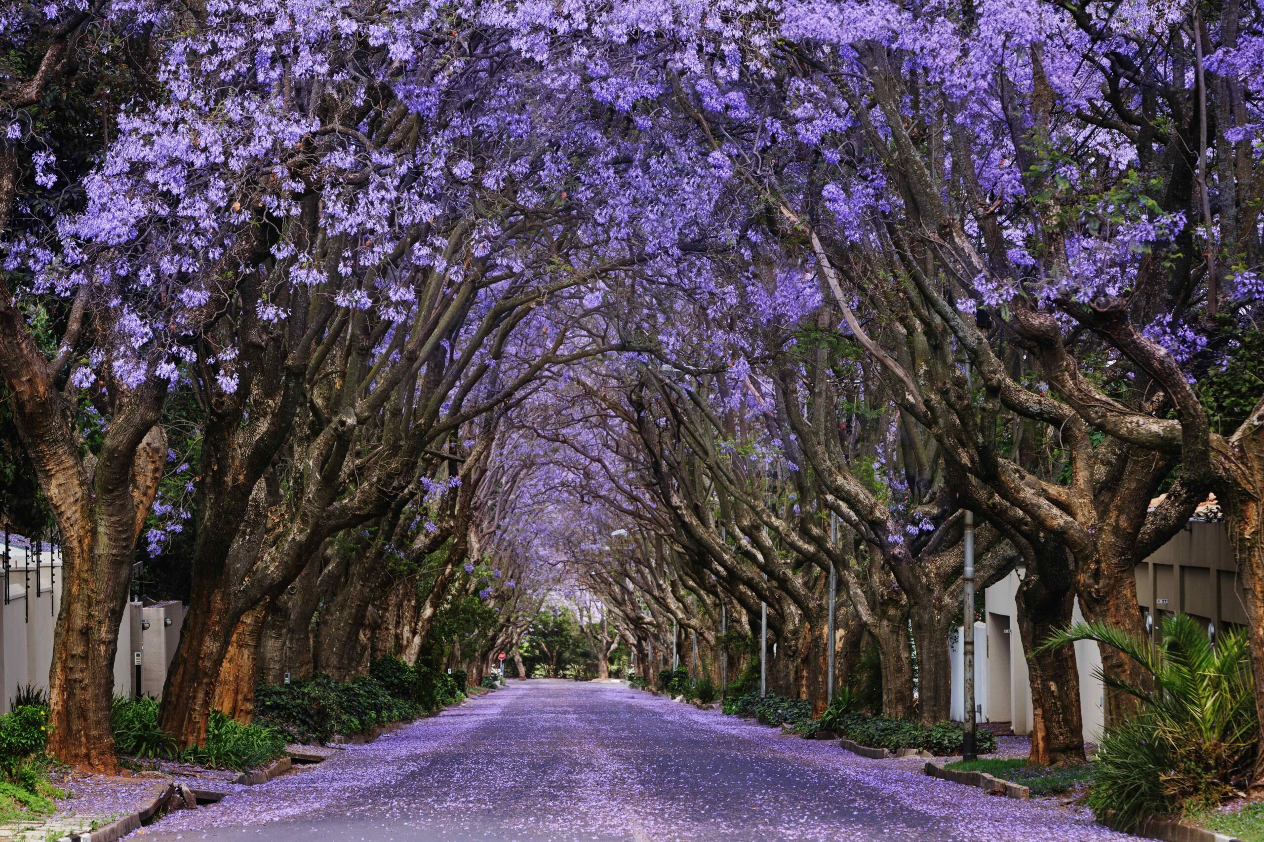 Jacaranda Journey