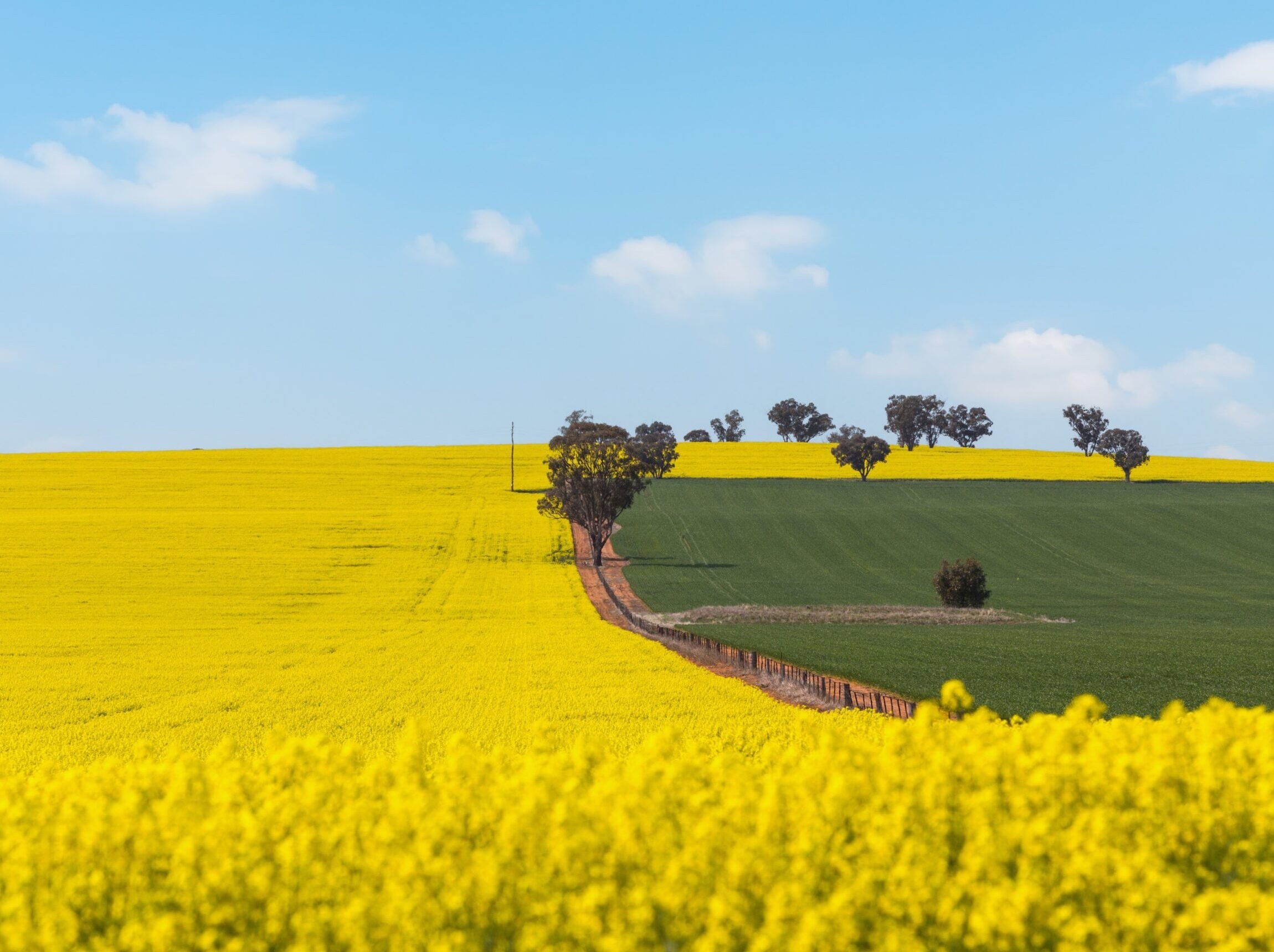 Central West Canola Country Express