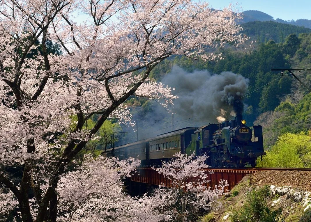 Oigawa steam train